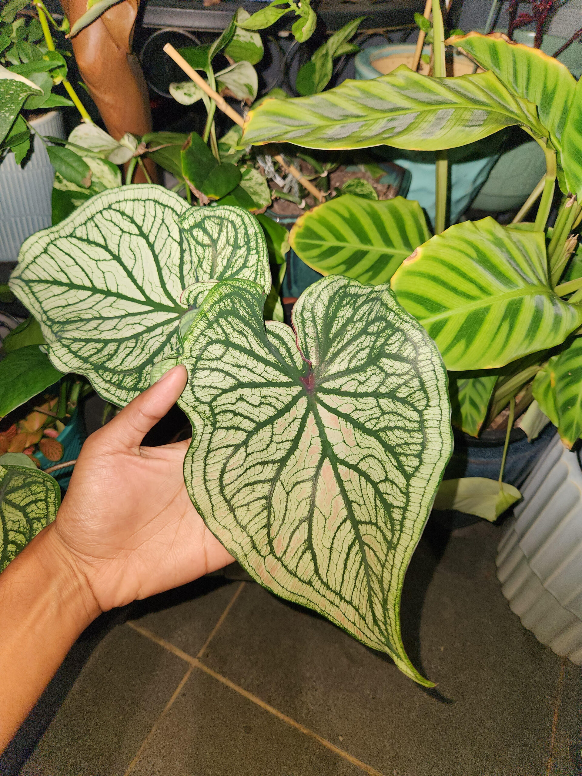 Tropical Plants