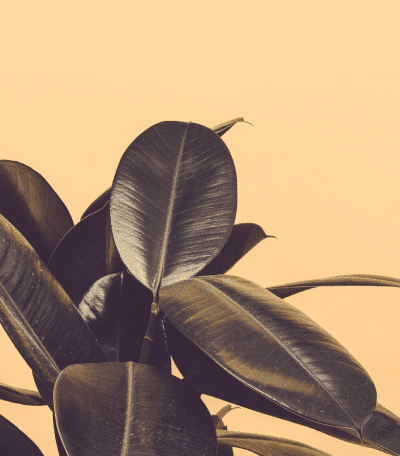 Indoor Plants