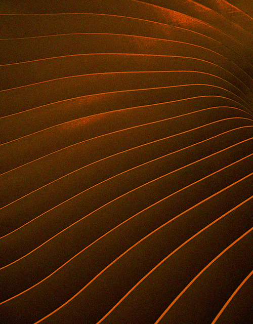 Clinical Psychologist