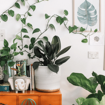 A living room shelve with plants sitting on it