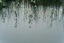 Stages of Grief Header: Flowers reflect off water