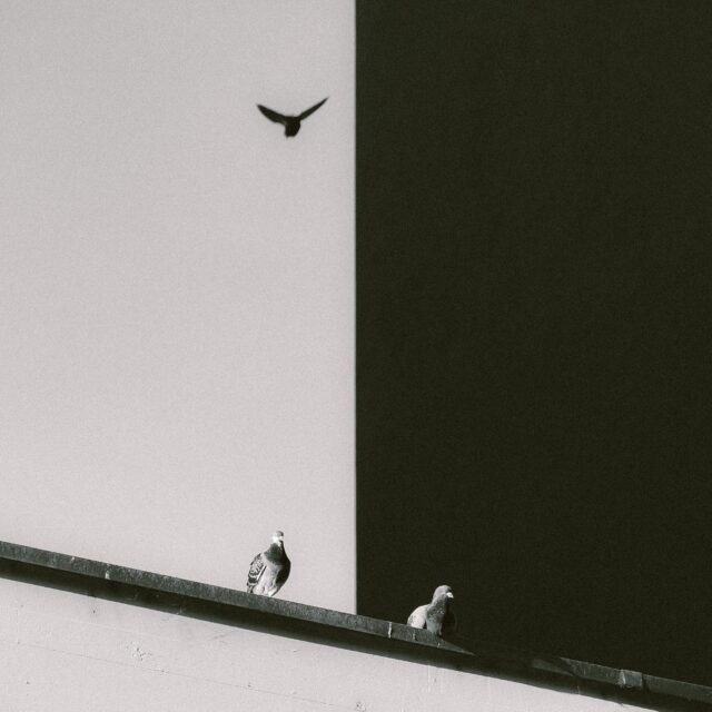 Two pigeons sit next to each other on a building ledge but seem separated by the contrast of white and black as their background. One sits in front of a black background, the other in front of a white one. two more bird silhouettes are seen flying above.