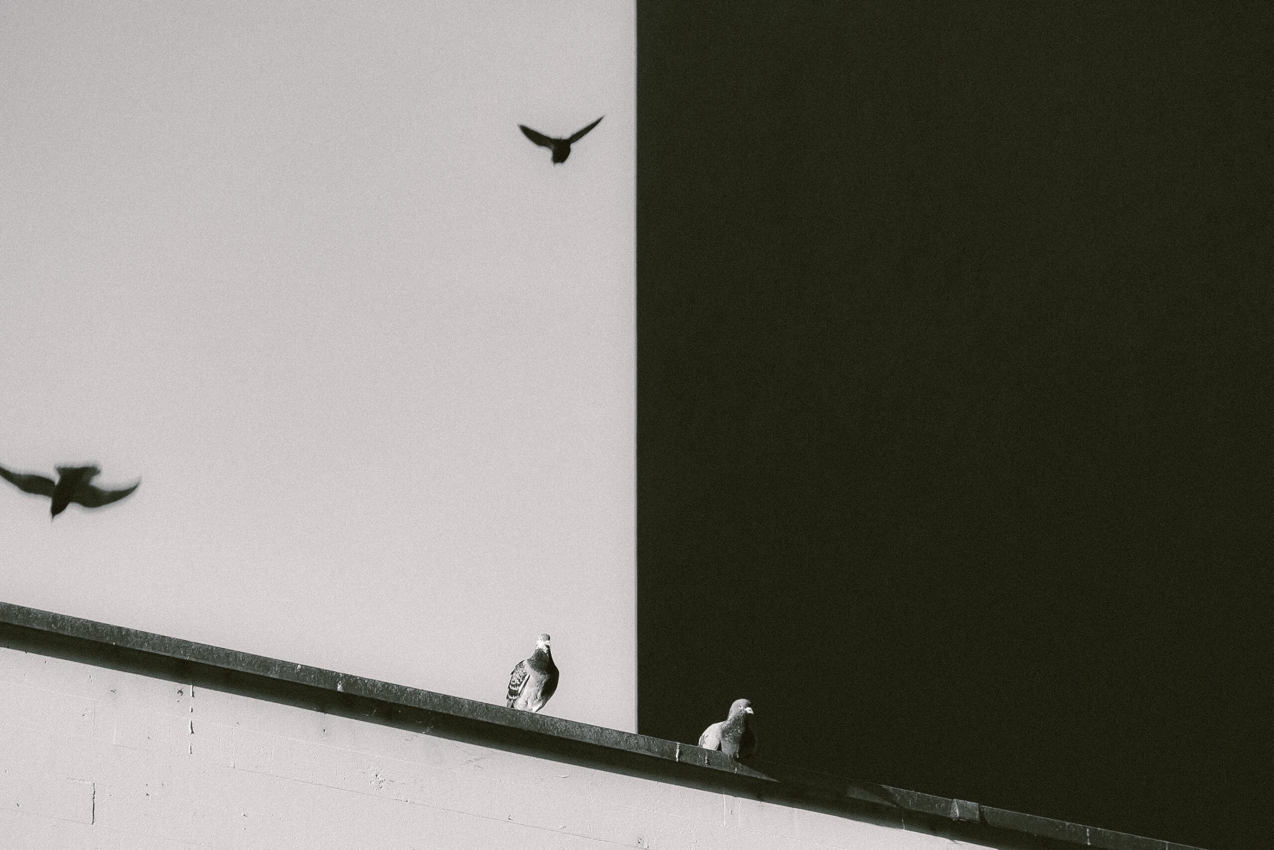 Two pigeons sit next to each other on a building ledge but seem separated by the contrast of white and black as their background. One sits in front of a black background, the other in front of a white one. two more bird silhouettes are seen flying above.