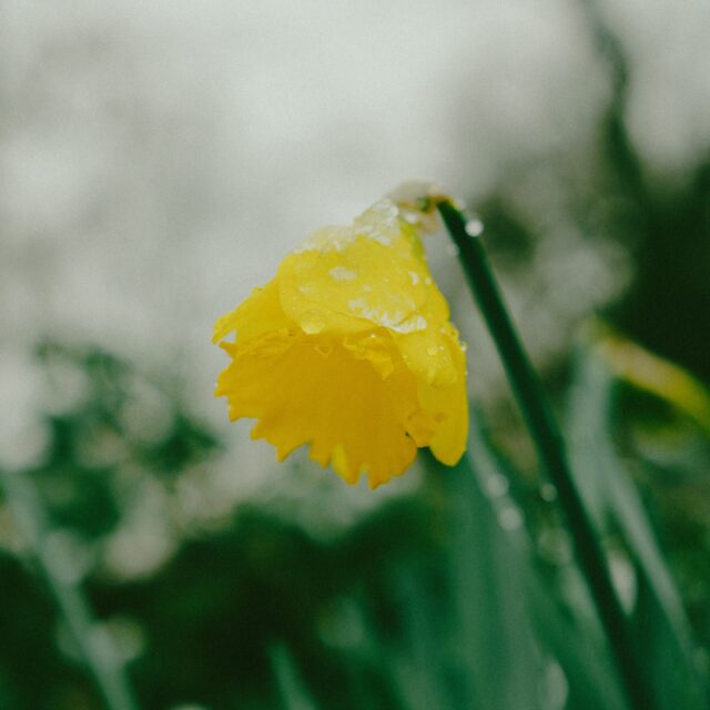 A close up of a yellow with ice particles resting on top of it