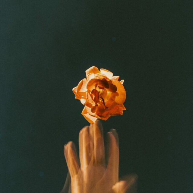A blurry hand touches a rose