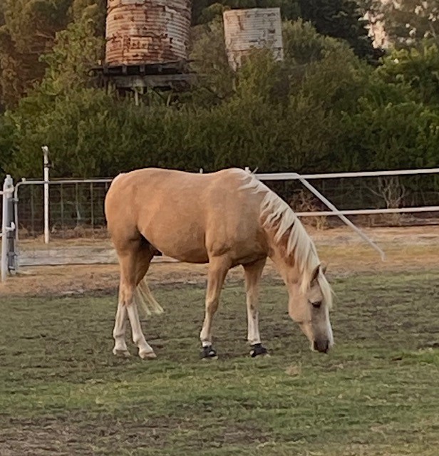 A Palomino Horse Eating Grass